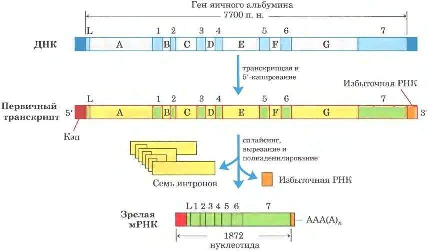 Процессинг первичных транскриптов РНК. Процессинг Гена РНК. Схема структуры Гена и процессинга и-РНК. Схема процессинга РНК.