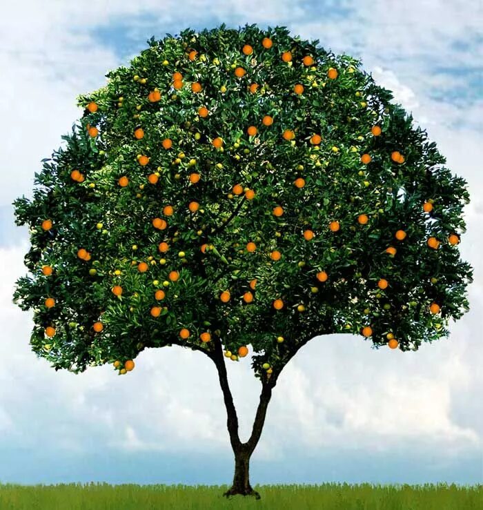 На дереве висят мандарины сначала. Померанец дерево. Осейский апельсин дерево. Каламандиновое дерево. Карликовое мандариновое дерево.