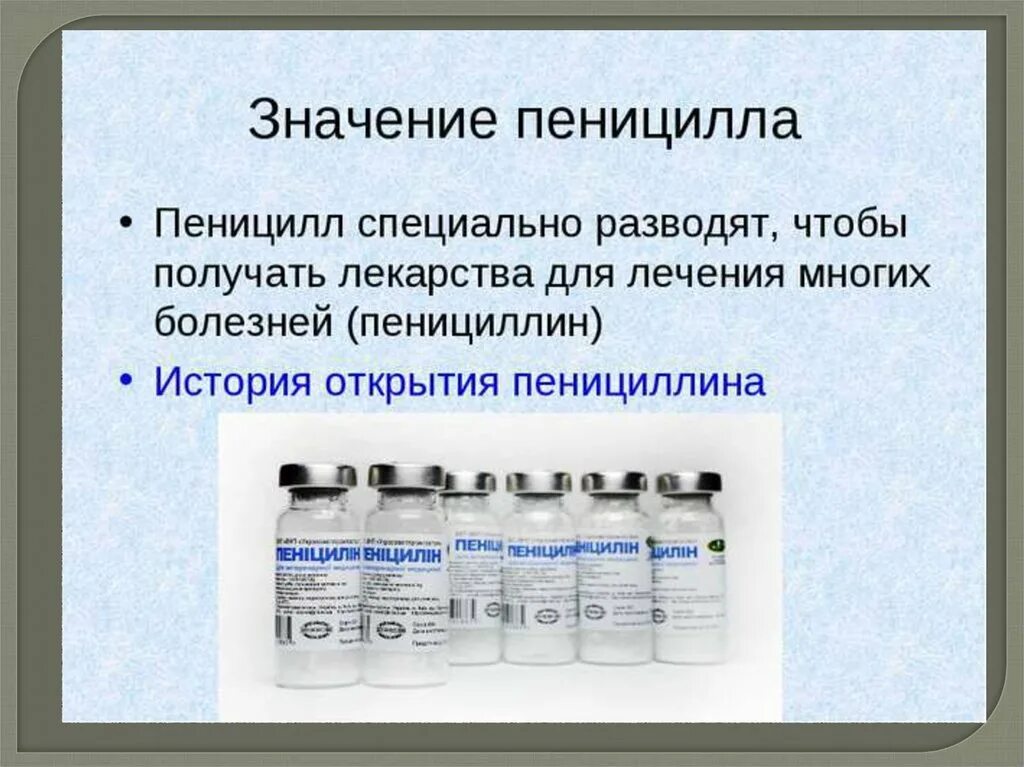 Пенициллин можно принимать. Пенициллин. Пеницилл и пенициллин. Гриб пенициллин лекарство. Пенициллин по биологии.