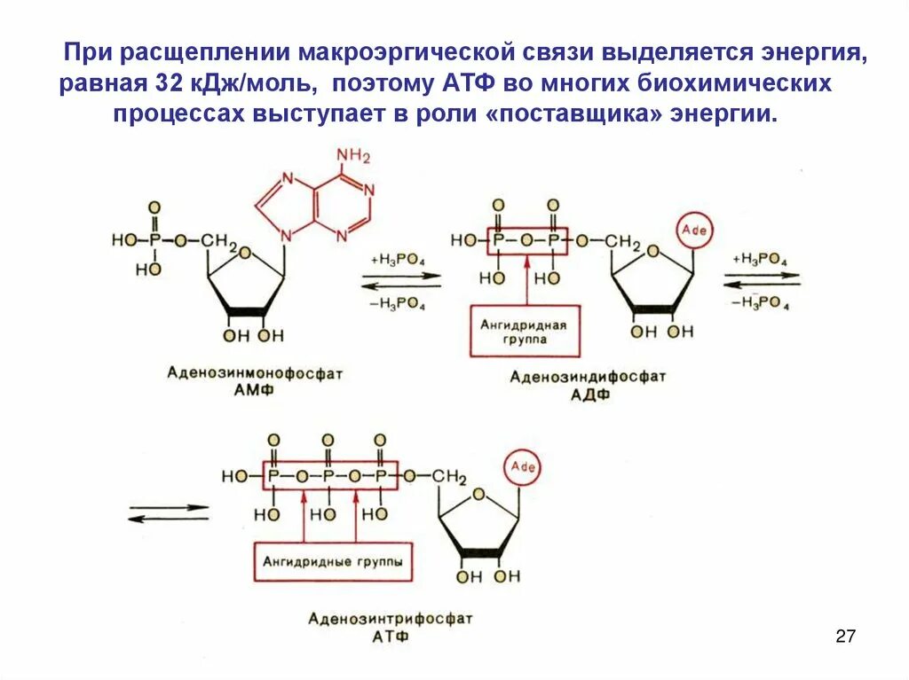 Молекула атф макроэргические связи. Гидролиз макроэргических связей молекулы АТФ. Гидролиз макроэргических связей АТФ проводят. Макроэргические соединения классификация. Энергия макроэргических связей.