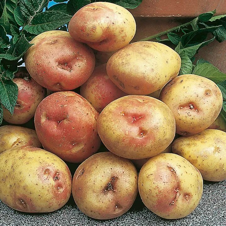 Семена Картофель Пикассо: описание сорта, фото - купить с доставкой или почтой Р