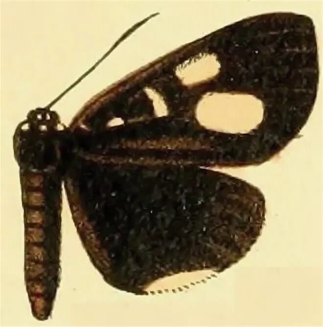 Rothia mucilaginosa