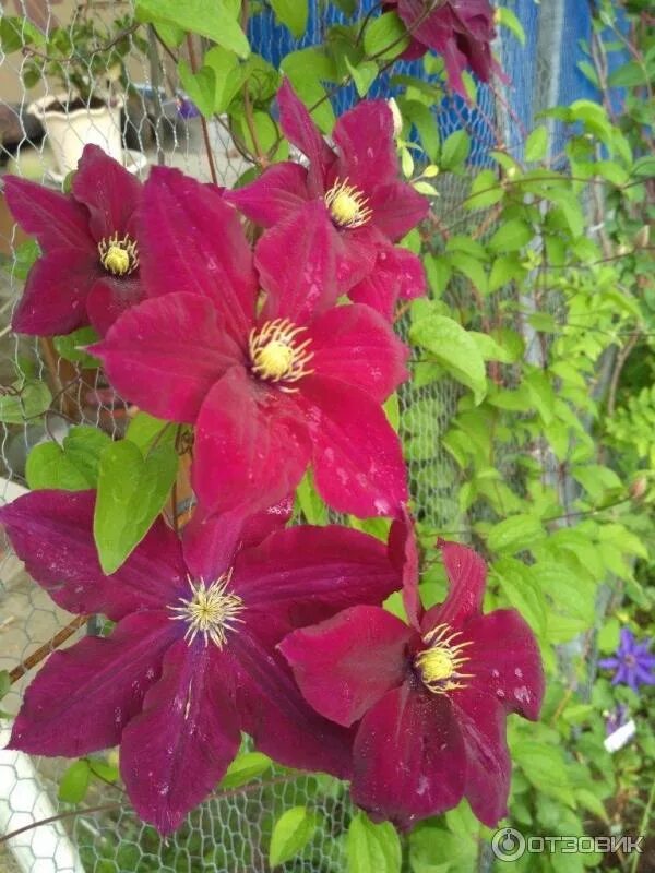 Niobe - Queen of the Vines - Clematis hybrid Proven Winners Clematis, Clematis v