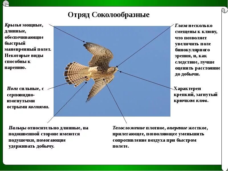 Особенности внешнего строения соколообразных. Строение соколообразных птиц. особенности соколообразных птиц. соколообразные характерные признаки. отряд соколообразные общая характеристика.