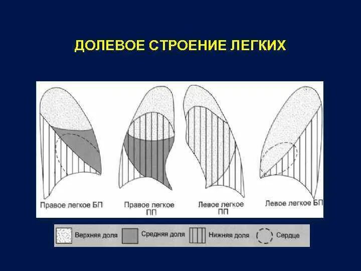 Строение легких в прямой проекции. Долевое и сегментарное строение легких. Строение легкого доли. Долевое строение легких. Легкие в прямой проекции