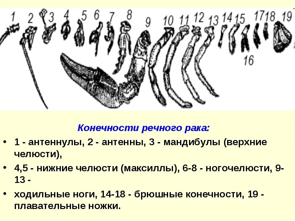 Количество хромосом речного рака. Строение мандибулы ракообразных. Ходильные конечности ракообразных. Строение конечностей ракообразных. Антенны и антеннулы функции.