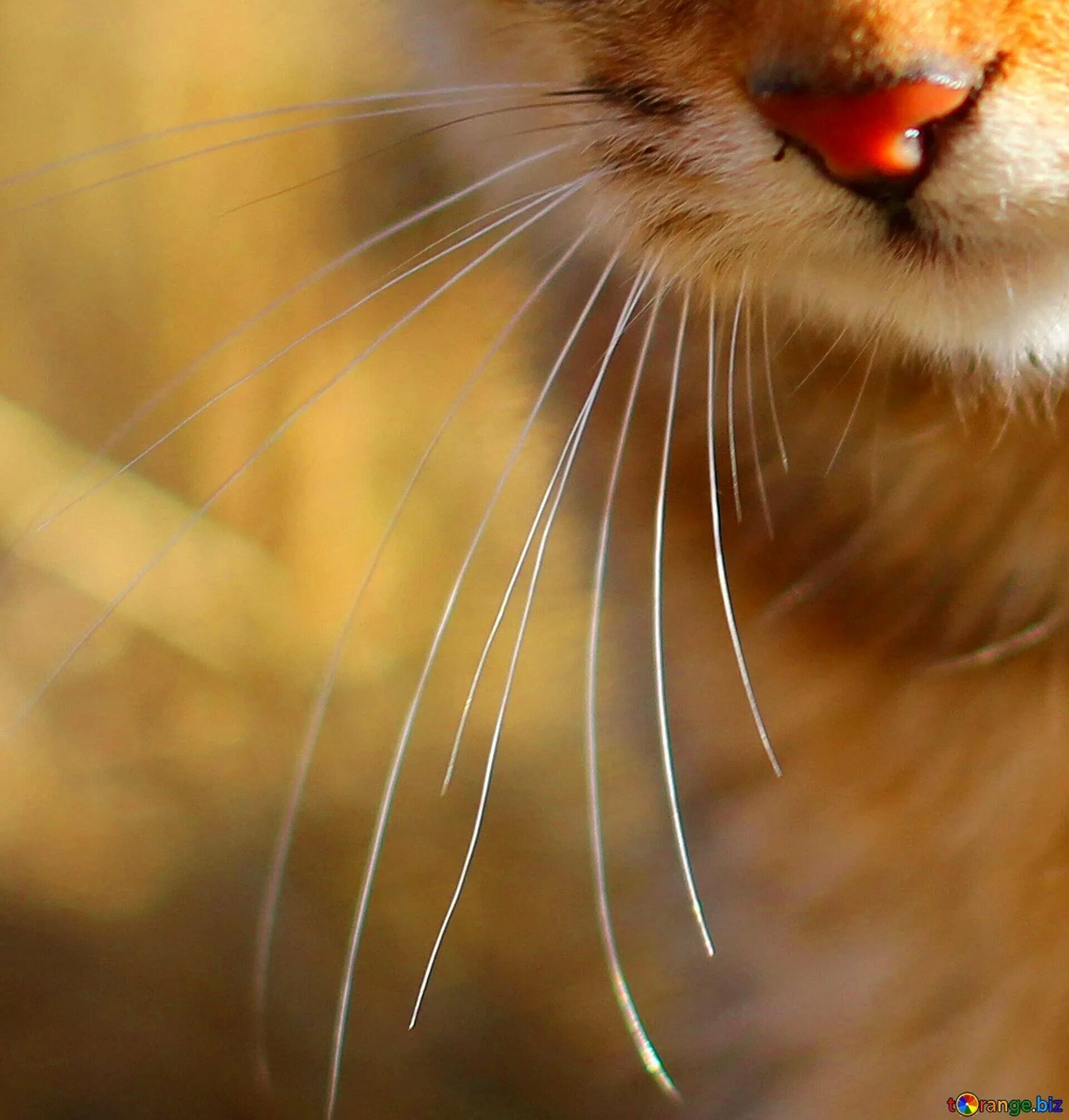 вибриссы у кошек. усы кошачьи. кошачьи вибриссы. вибриссы у кошек. вибриссы у кошек.