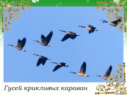 Гуси асадов