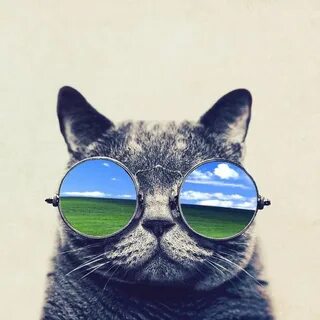 Аватарка кота в очках