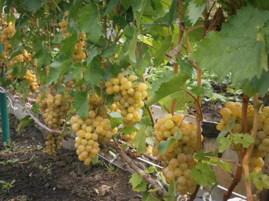 сорта дикого винограда. сорт винограда на букву а. харшлевелю сорт винограда. сорт винограда на букву а. сорт винограда на букву а.