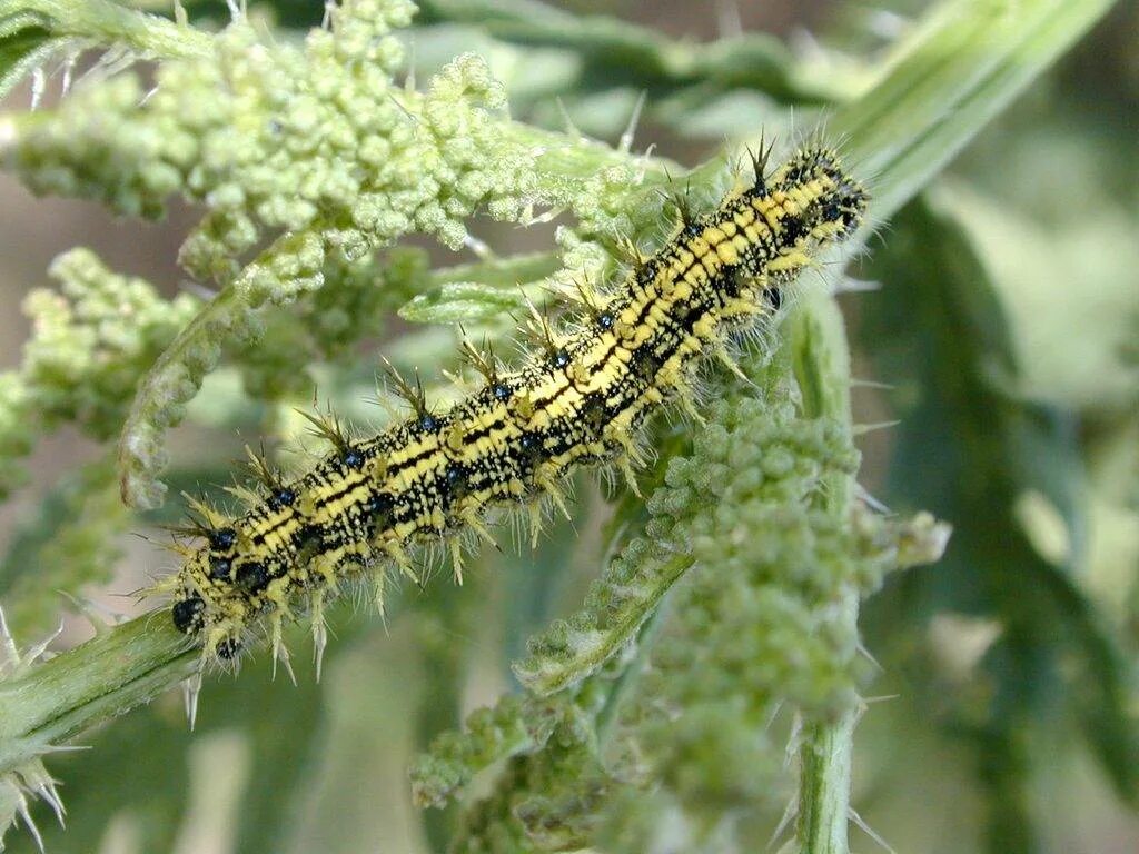 Aglais urticae гусеница. Крапивница бабочка гусеница. Бабочка крапивницагусентца. Крапивница обыкновенная гусеница. Гусеница бабочки 7