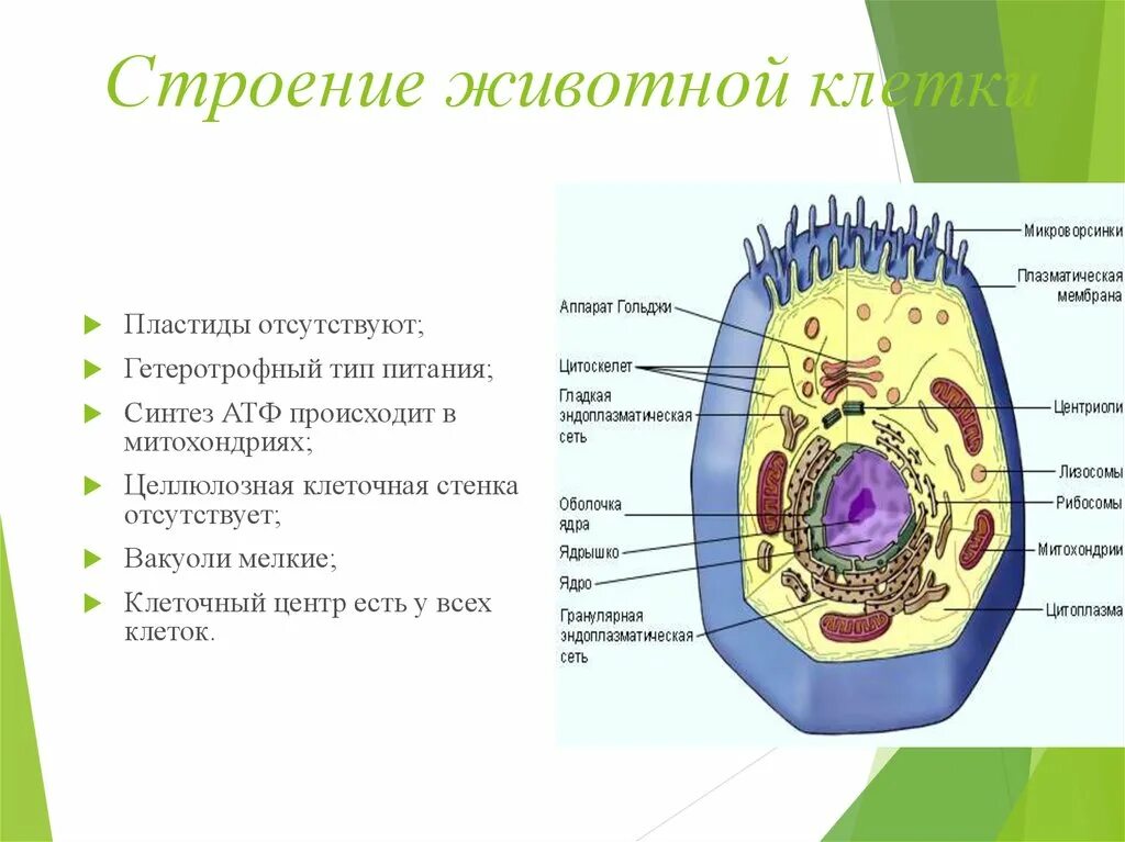 Клеточная стенка клетки особенности строения. Структура клетки растения вакуоль. Животной клетки строение животной клетки. Строение хлоропласты животной клетки. Строение животной клетjr.