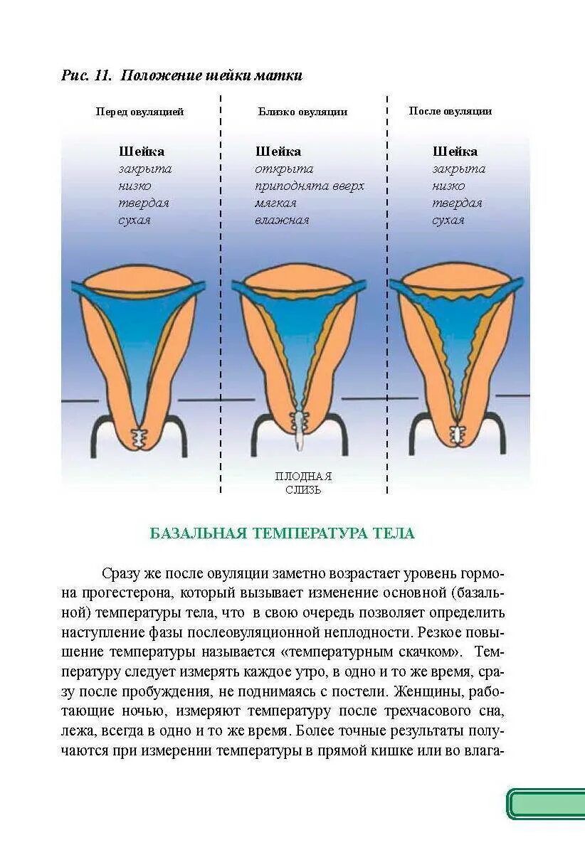 Какая матка после овуляции