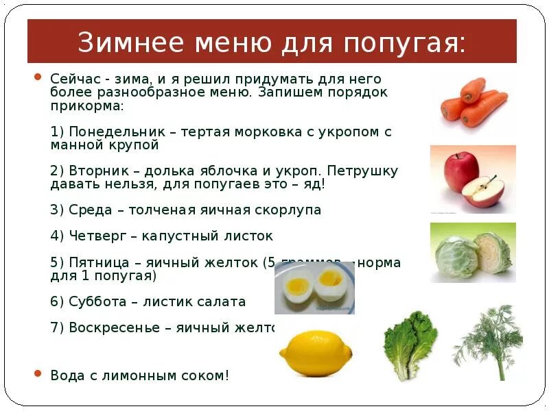 Чем можно дать 16 в. Какие фрукты и овощи можно давать волнистым попугаям. Что давать волнистому попугаю кроме корма. Какие овощи и фрукты нельзя волнистым попугаям. Что можно давать попугаю волнистому кроме корма.