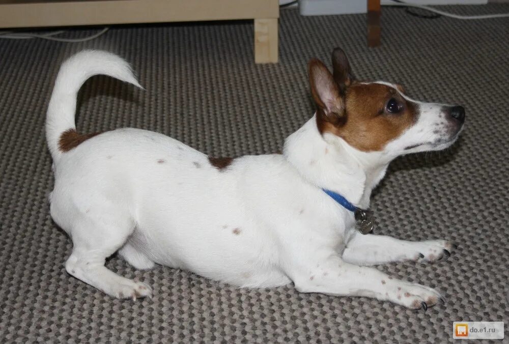 jack russell pointy ears - Google Search Jack russell, Jack russell dogs, Jack r