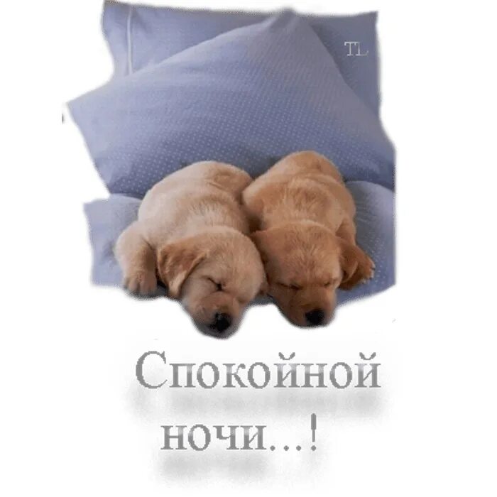 Спокойной ночи щенок. Смешные животные спят. Милые спящие животные. Милые собачки. Обои с собаками.