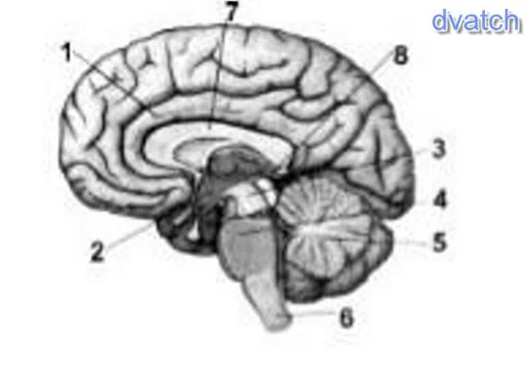 Рис 80 отделы головного мозга. Рис 61 строение головного мозга. Структуры головного мозга биология 8 класс. Основные отделы головного мозга на продольном срезе. Мозг без подписей