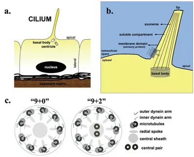 Cilium
