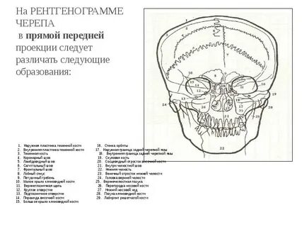 Череп проекции