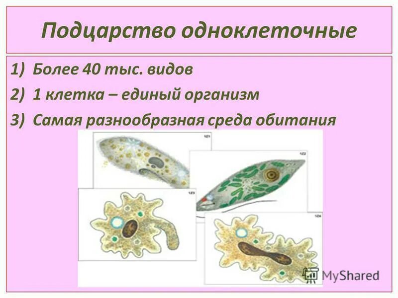 Одноклеточные организмы не имеющие оформленного. Подцарство простейшие одноклеточные животные. Представители подцарства одноклеточные. Типы одноклеточных. Характеристика одноклеточных животных.