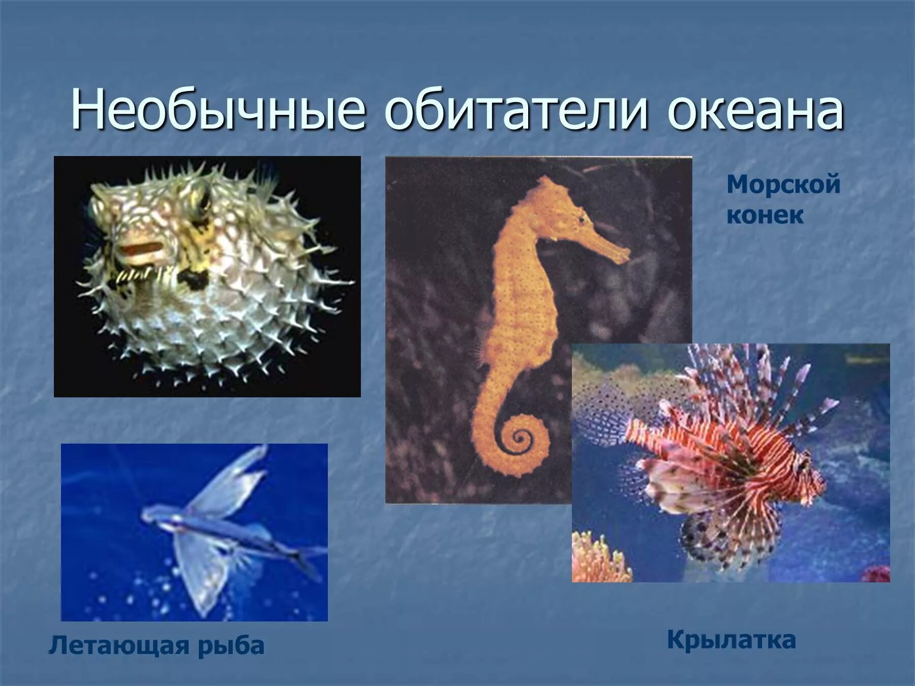 Сообщение жизнь в океане 6 класс. Животные обитающие в морях и океанах. Обитатели океанов для детей. Необычные обитатели мирового океана. Морские обитатели презентация.