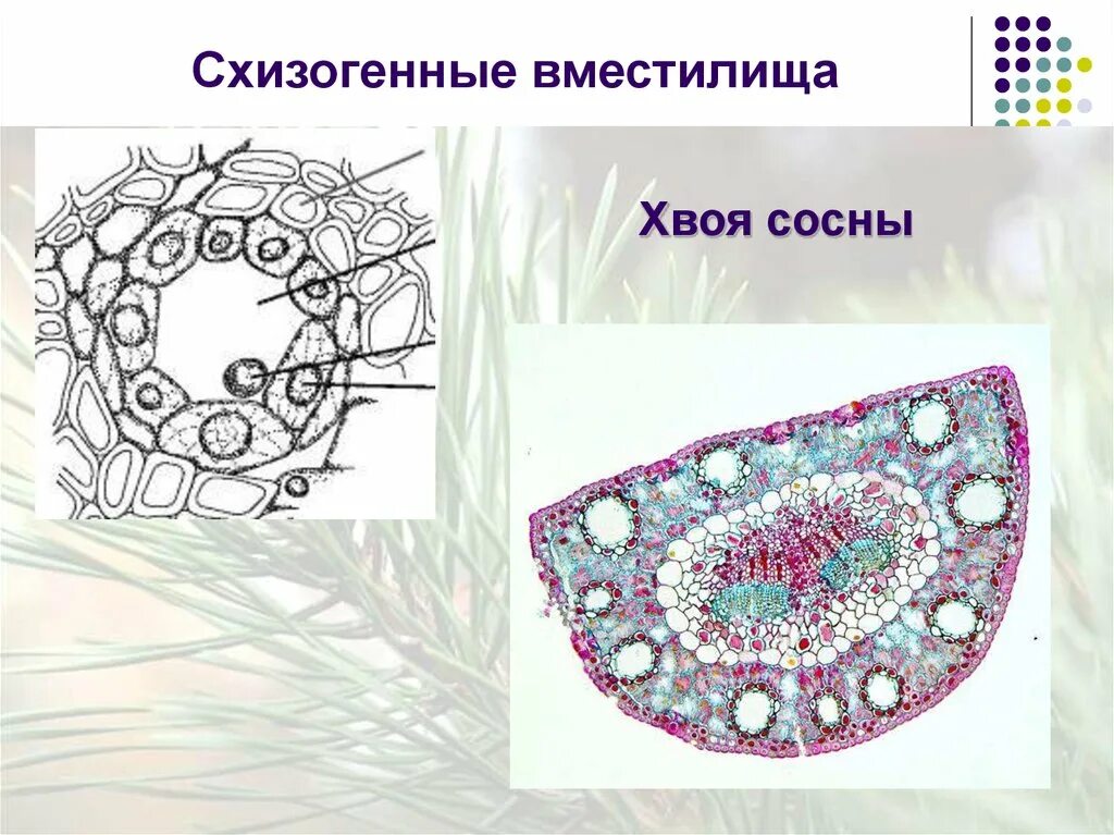 Ткань хвойных. Схизогенные и лизигенные вместилища тканей. Схизогенные вместилища сосны обыкновенной смоляной ход. Схизогенные ткани растений. Схизогенное вместилище в хвое сосны.