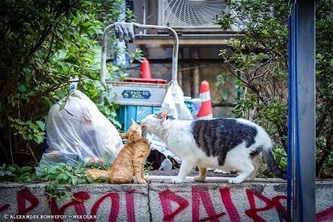 Кот стороны