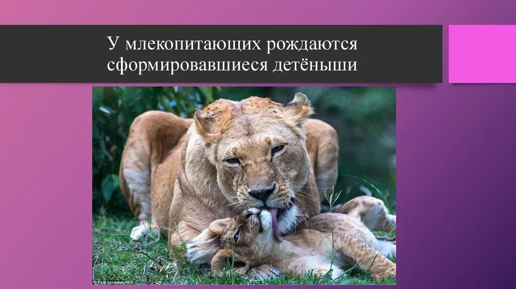 Детеныш млекопитающего рождаются. Детеныш млекопитающего рождаются