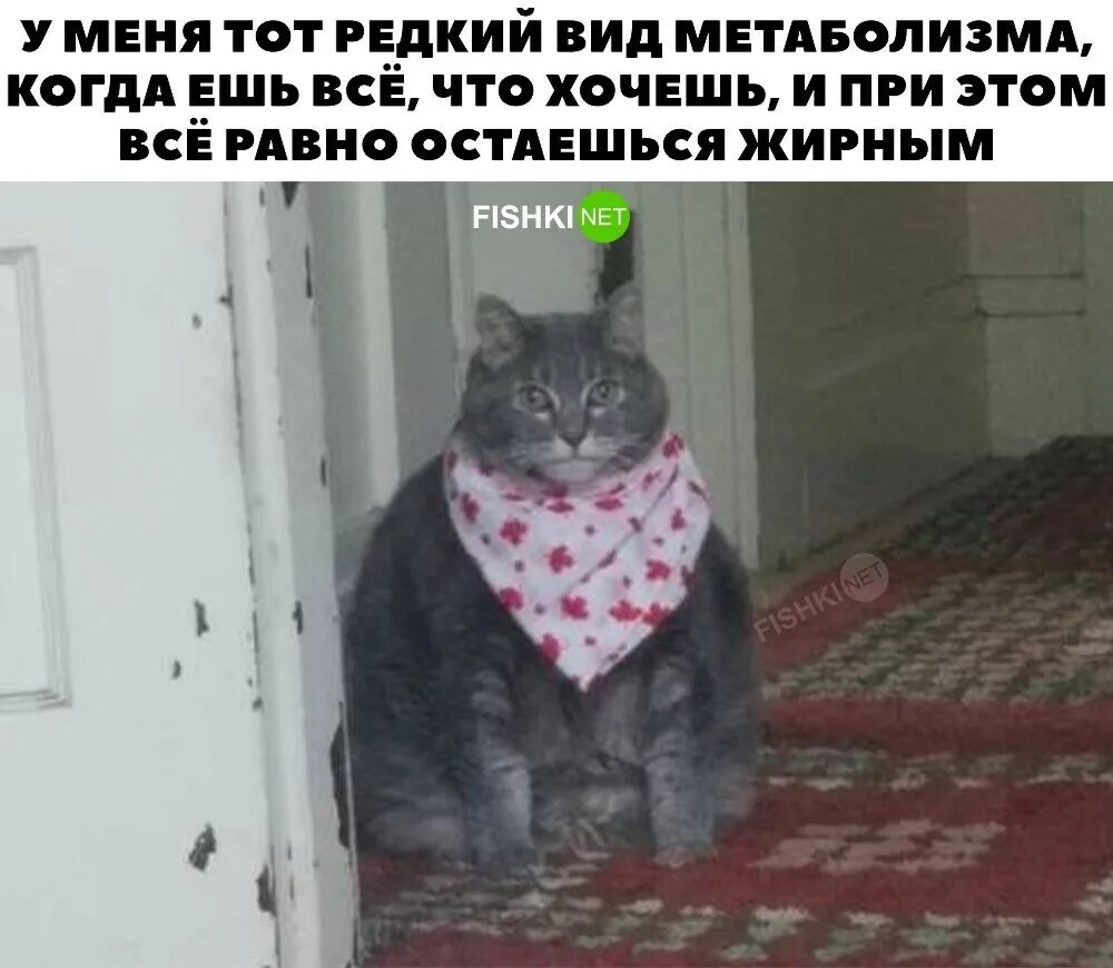 Хочу черешню. Неси черешню мем. неси черешню кот мем. кот мем. мемы с котиками.