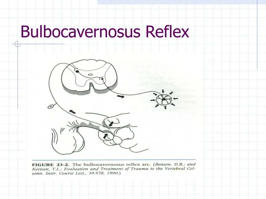 Бульбокавернозный рефлекс. Будльбо кавернозный рефлекс. Будьбокааернозный реыоек. Бульба кавернозный рефлекс.