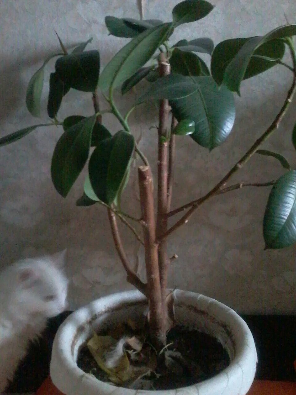 обрезать ствол фикуса. кербовка фикуса каучуконосного. формируем фикус каучуконосный. фикус каучуконосный стебель. формовка фикуса бенджамина.