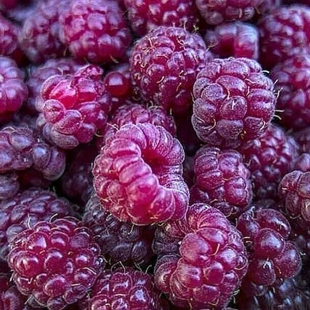 малина глен кое пурпурная. малина роялти. малина пурпурная. малина пурпурная. малина пурпурная.