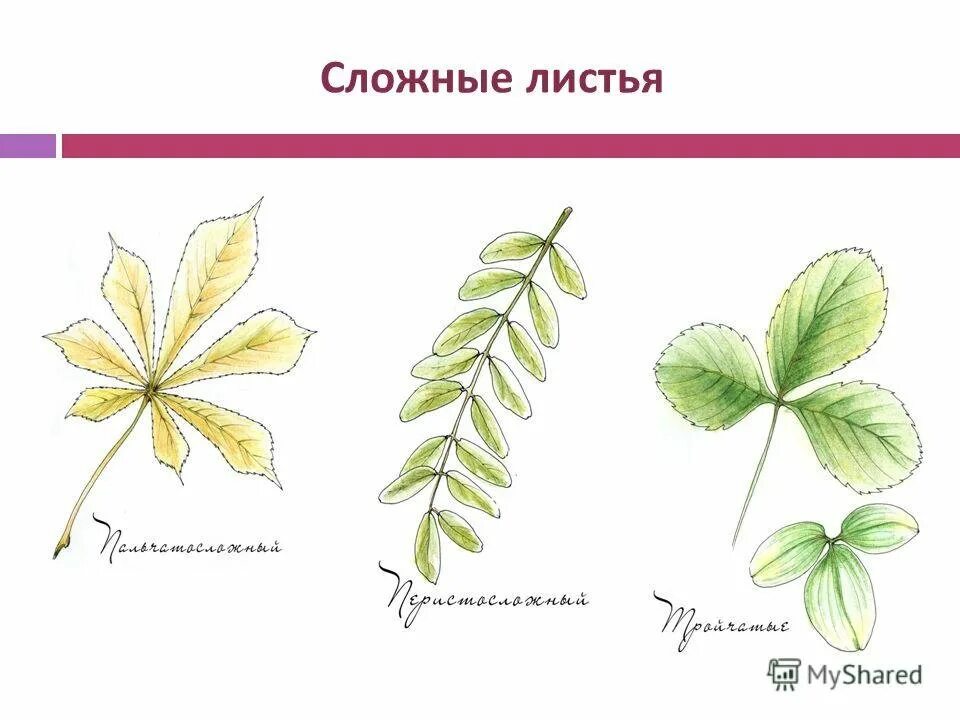 Сложные листья. Простые и сложные листья. Сложные листья рисунок. Простые и сложные листья картинки. Какой лист называют сложным