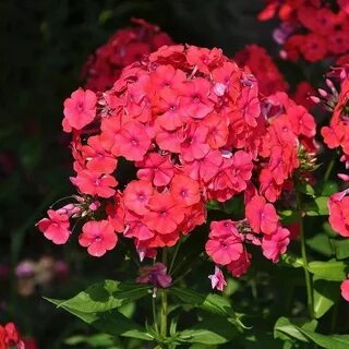 Флокс красная шапочка