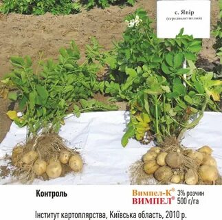 Развитие картофеля