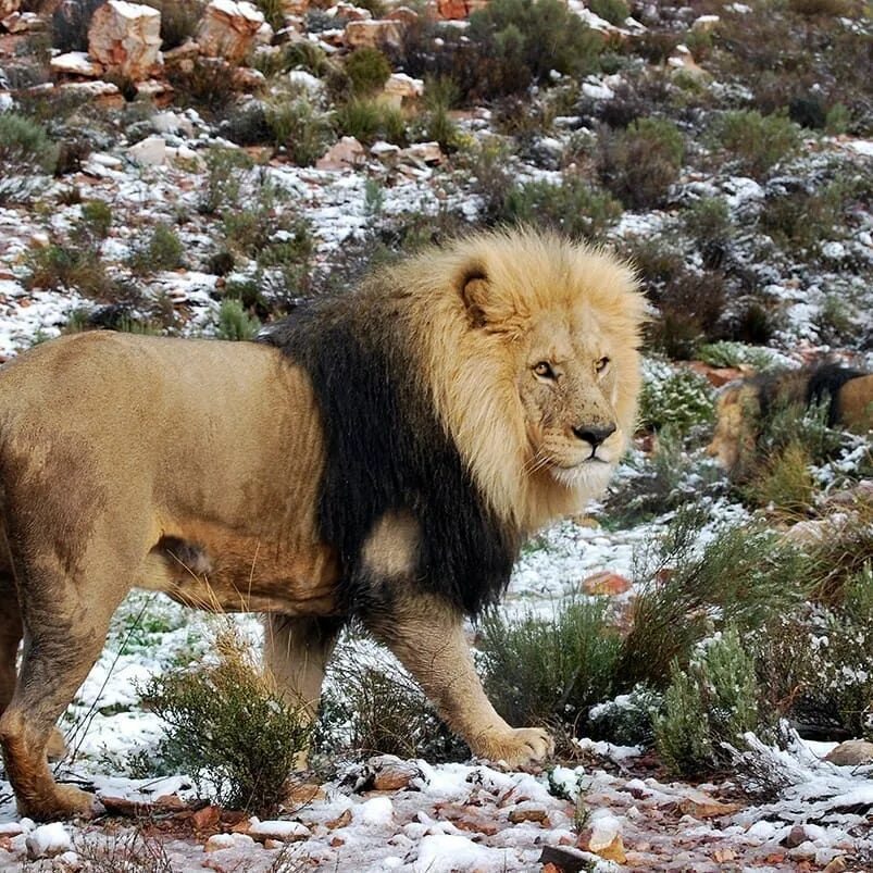 В африке выпал снег 2021. Зима в африке. Снег в юар. Зима в юар. Зима в кейптауне.
