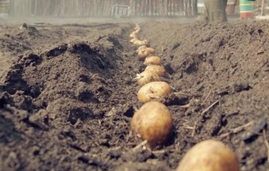 Картинка про посадку картошки. Посадка дача прикол. Приколы про огород. Пахать огород. Картинка про посадку картошки.