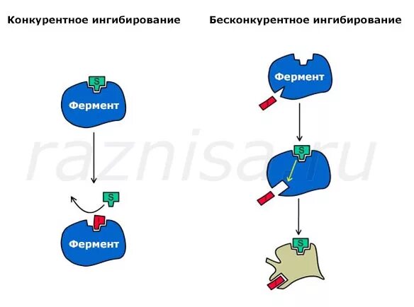 Константа конкурентного ингибирования. Бесконкурентное ингибирование ферментов. конкурентное ингибирование. конкурентное ингибирование ферментов. схема конкурентного ингибирования.