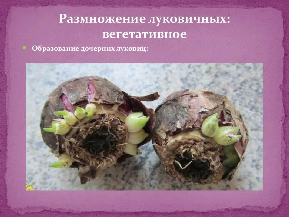 Какое растение образует луковицы. Стадии развития луковицы тюльпана. Вегетативное размножение растений клубнелуковицами. Луковививицы нарцисов. Вегетативное размножение растений луковицами характеристика.