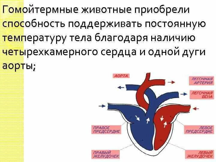 Четерех камерное сердце. Четырехкамерное сердце. Животные способные поддерживать постоянную температуру тела. Четырехкамерное сердце млекопитающих.