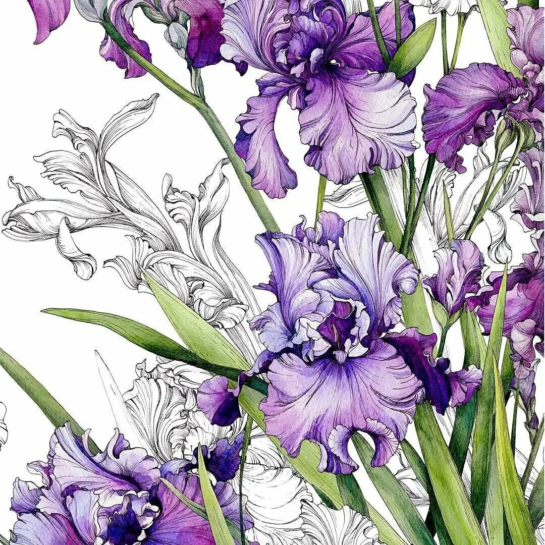 Iris x graphics