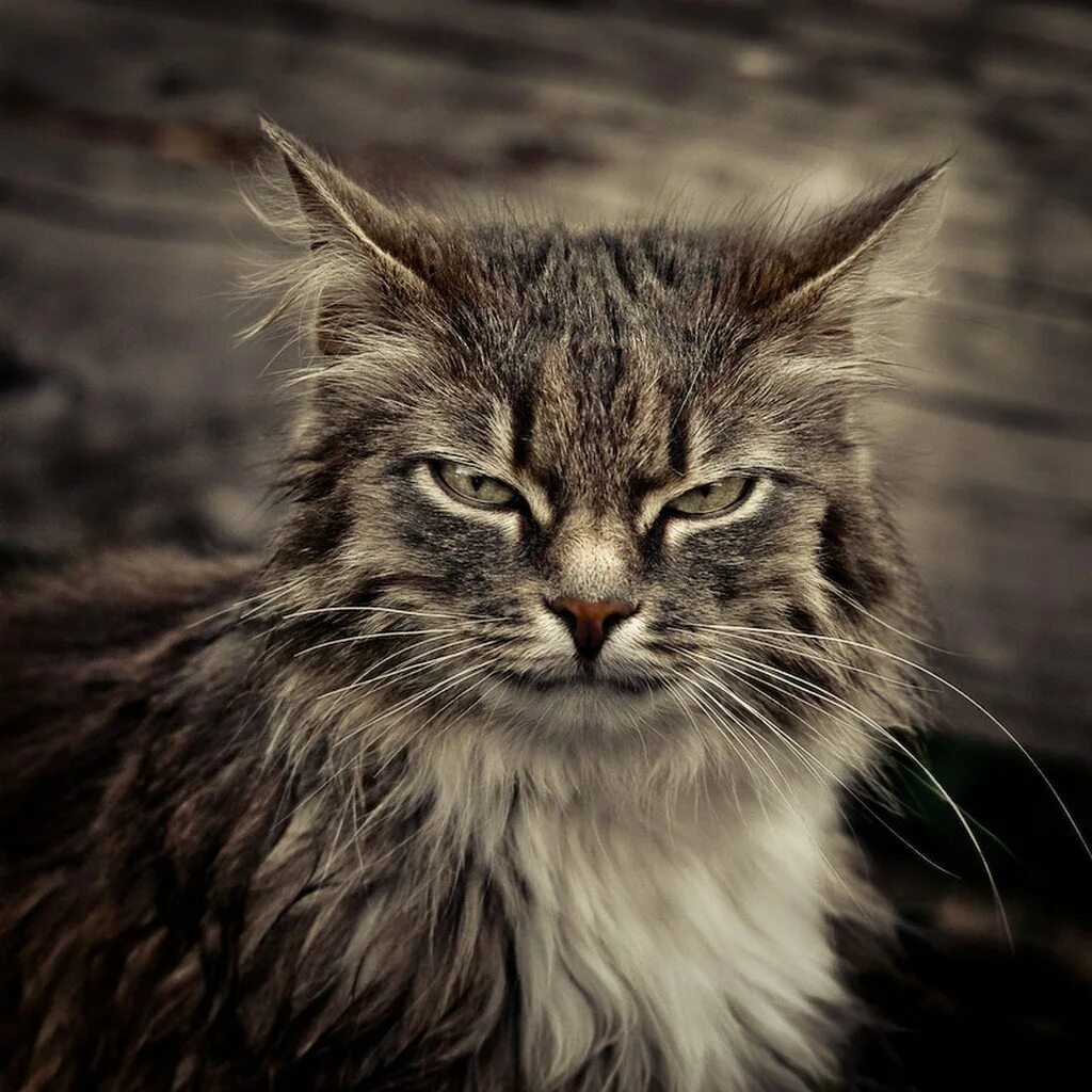 Злобный кот. Злой кот. Серьезный кот. Злая кошка. Надменный кот.