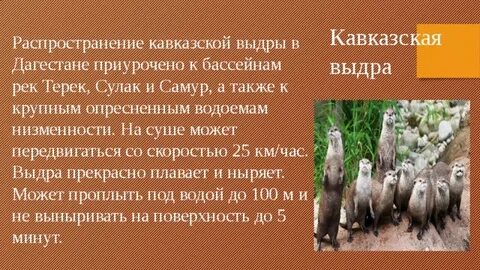 Животные красной книги дагестана