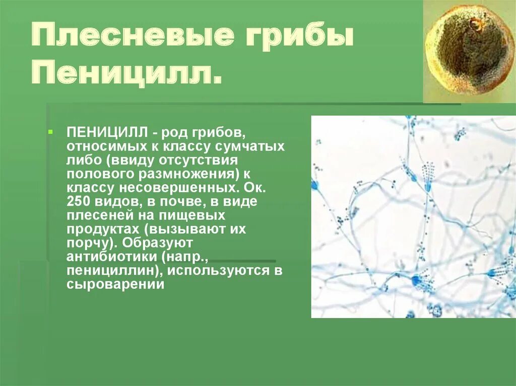 Грибы мукор пеницилл дрожжи. Плесневые грибы пеницилл грибы. Плесневые грибы род пенициллиум. Пеницилл гриб размножение. Плесневелый гриб пеницилл.