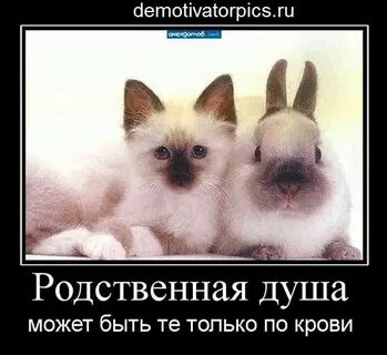 Прикол про душу