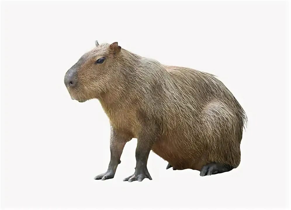 CAPYBARA MAN on Twitter Baby capybara, Capybara, Silly animals