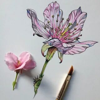 Скетчинг цветы
