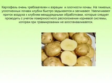 Картофель значение