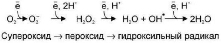 Супероксидный радикал