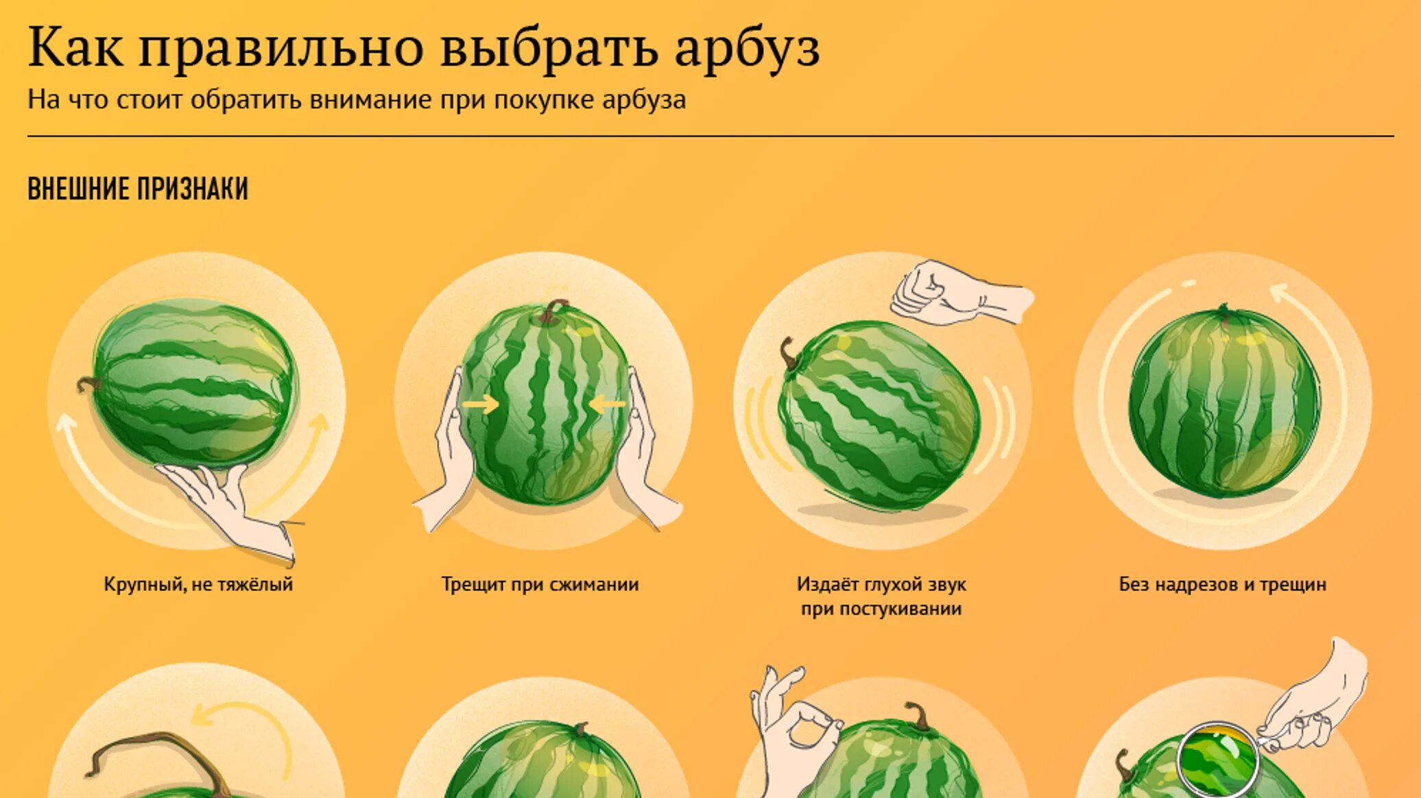 Как в арбузе отличить мальчика от девочку